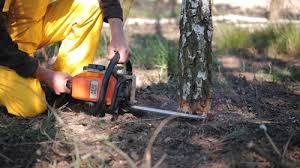 How Our Tree Care Process Works  in  Lithia Springs, GA